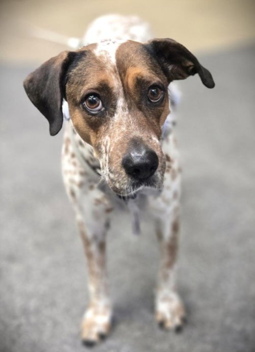 MOTTS - Pointer available for adoption