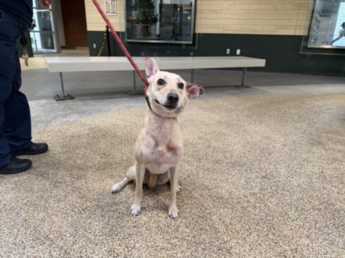 NALA - Carolina Dog available for adoption
