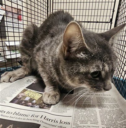 DUMPLING - Domestic Short Hair available for adoption