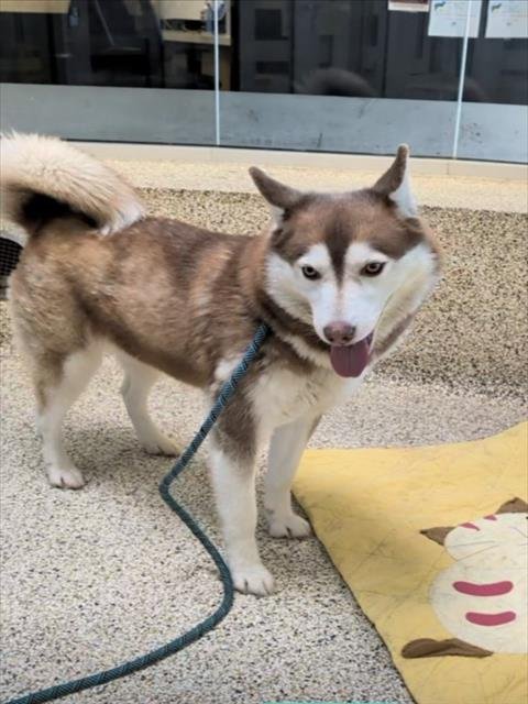 TOA - Husky available for adoption
