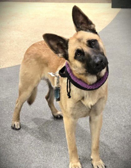 ROCKY - German Shepherd Dog available for adoption