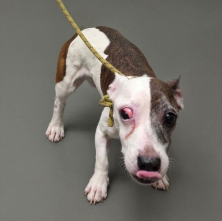 FORTUNE - Chihuahua available for adoption