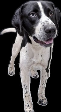OREO - Photo 1