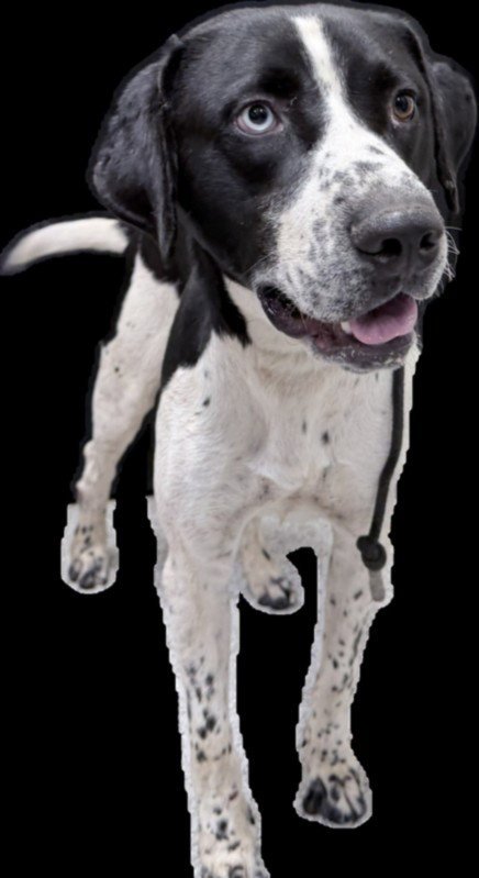 OREO - English Pointer available for adoption