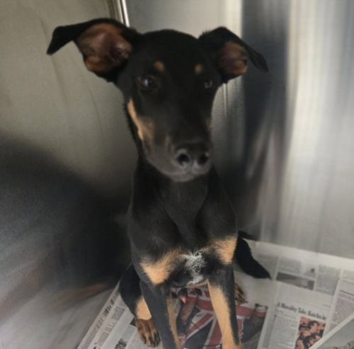 PIGLET - Doberman Pinscher available for adoption