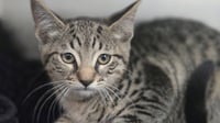 PAWTUNIA - Photo 1