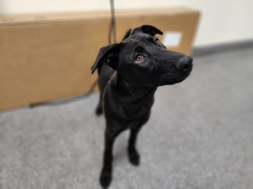 HARLOW CARNUM - Labrador Retriever available for adoption