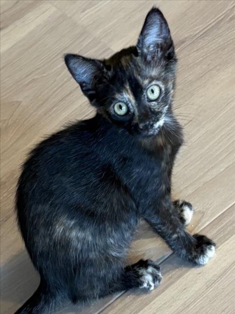 TEMU - Domestic Short Hair available for adoption