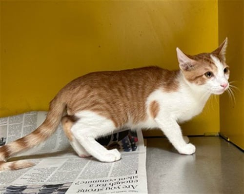 CHUCK - Domestic Short Hair available for adoption