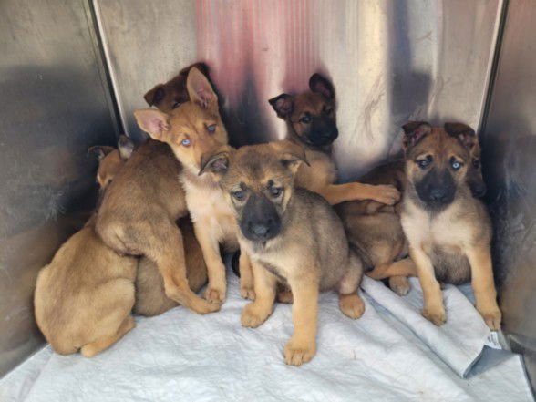 DANIELS - German Shepherd Dog available for adoption