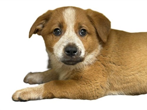 CARAMEL - Australian Cattle Dog/Blue Heeler available for adoption