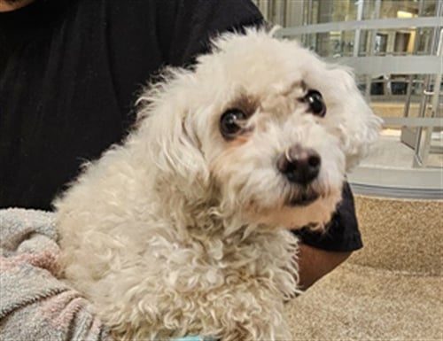 CHOPPER - Maltese / Poodle (Miniature) available for adoption