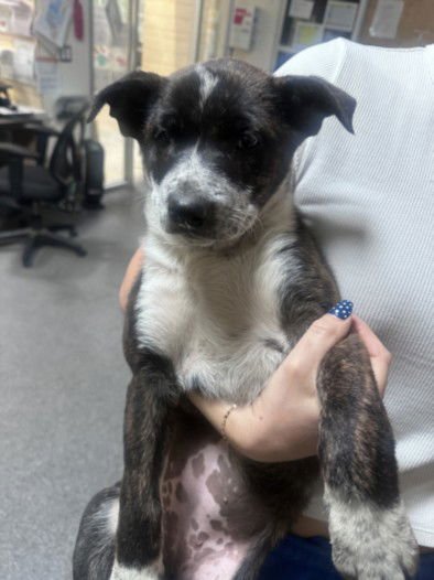 EMMA - German Shorthaired Pointer available for adoption