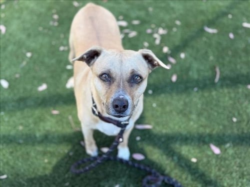 ODIE - Pit Bull Terrier available for adoption