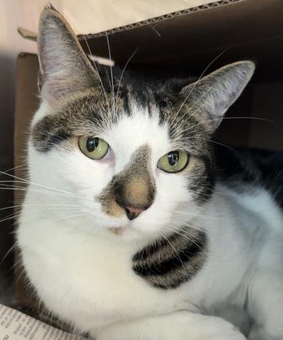 CHARLIE - Domestic Short Hair available for adoption