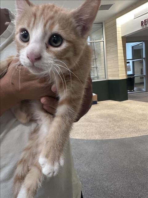 JACK - Domestic Short Hair available for adoption