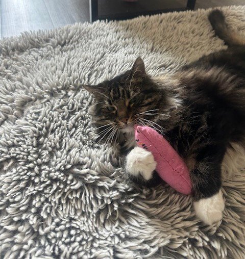 ROSCOE - Maine Coon available for adoption