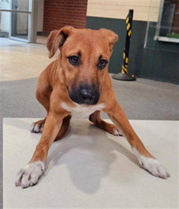 FIONA - Pit Bull Terrier available for adoption