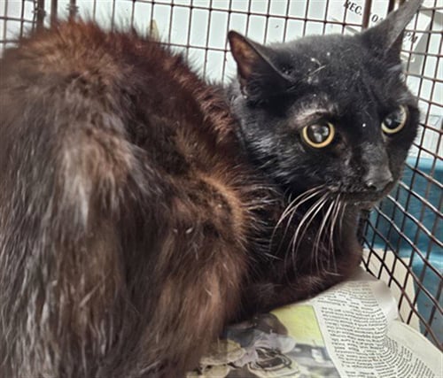 SYDNEY - Domestic Short Hair available for adoption