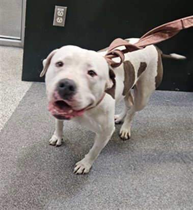 OLIVIA - Pit Bull Terrier available for adoption