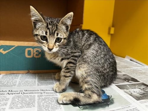 KIWI - Domestic Short Hair available for adoption