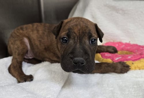 TILLY - Pointer / Staffordshire Bull Terrier available for adoption