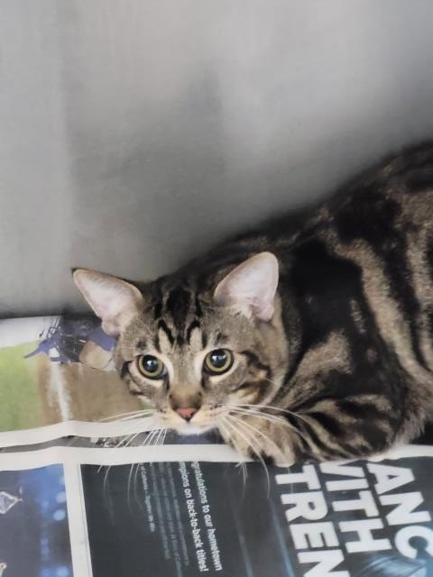 GRIFFINDOR - Domestic Short Hair available for adoption