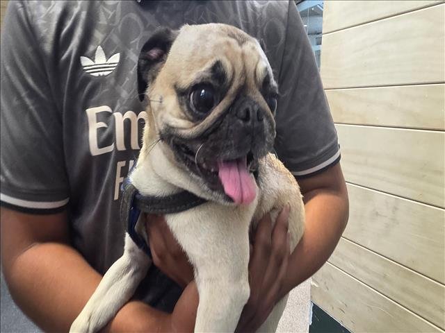 GORDO Image