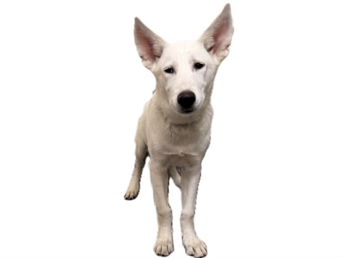 KIARA - Siberian Husky available for adoption