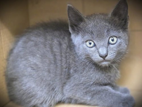 PITTER PATTER - Domestic Short Hair available for adoption