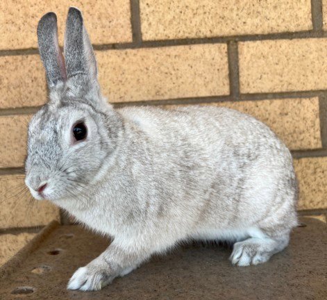JOLLY RANCHSF - American available for adoption