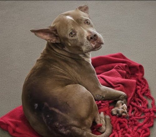 MAGGIE - Pit Bull Terrier available for adoption