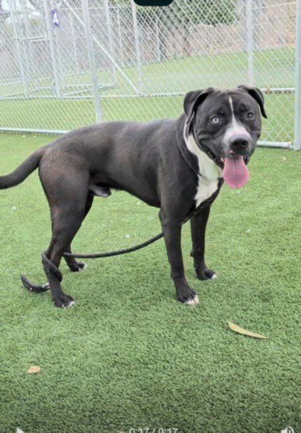 MR FRESH - Pit Bull Terrier available for adoption