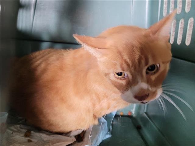 SIMBA Image