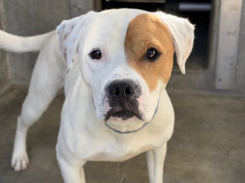 SPOT - Pit Bull Terrier available for adoption