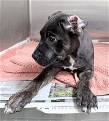 LOTUS - Pit Bull Terrier available for adoption