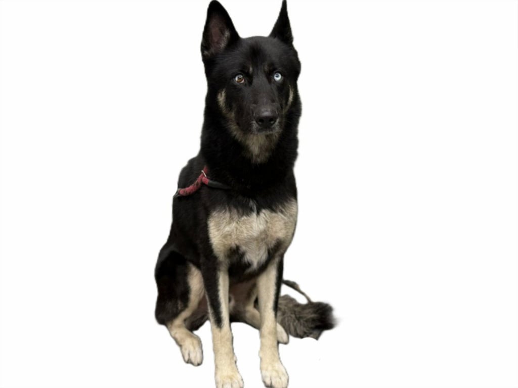 GABRIEL Image