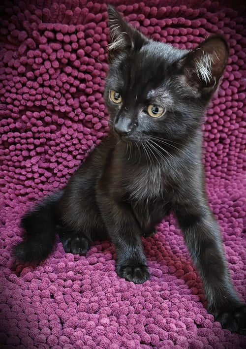 GILLY - Domestic Short Hair available for adoption