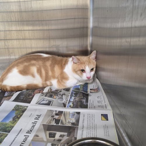 MANGO - Domestic Short Hair for adoption in Glendale