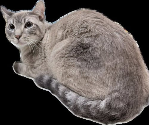 ROMEO - Siamese available for adoption