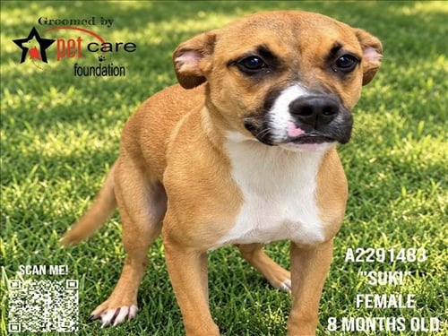 SUKI - Pit Bull Terrier available for adoption