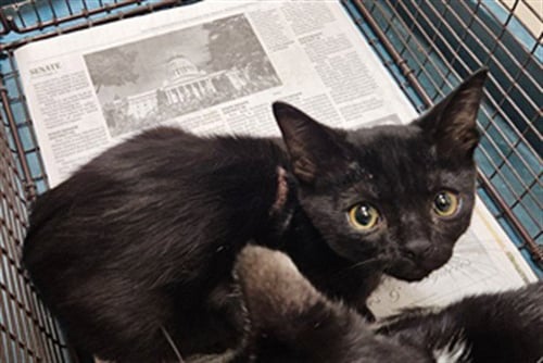 ANGIE - Domestic Short Hair available for adoption