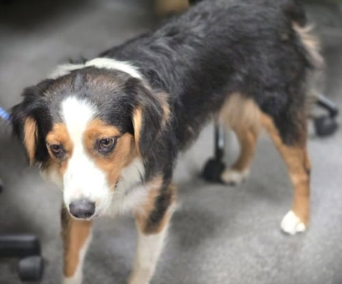 DAISY - Australian Shepherd available for adoption