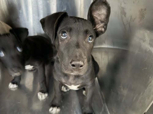 MICKEY - Staffordshire Bull Terrier / German Shepherd Dog available for adoption