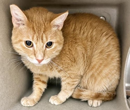 MANGO - Domestic Short Hair available for adoption