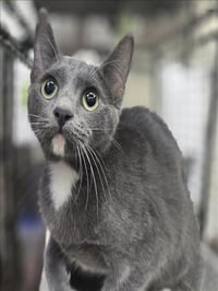 ALBACORE - Photo 1