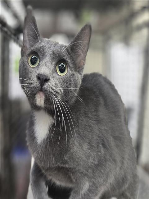 ALBACORE - Domestic Short Hair available for adoption