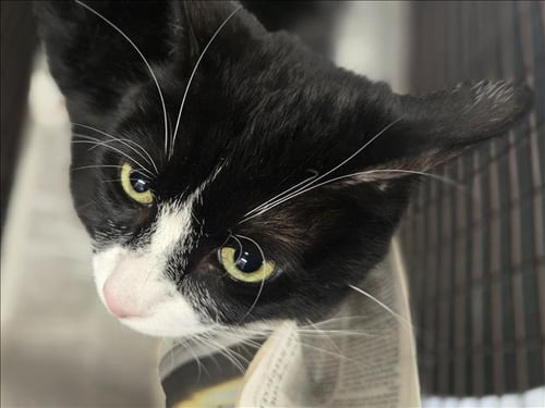 MILO - Domestic Short Hair available for adoption
