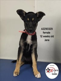JANE - Photo 1