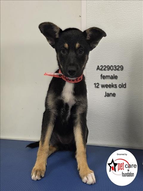 JANE - German Shepherd Dog / Siberian Husky available for adoption